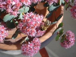 extraordinarily beautiful flowers pink