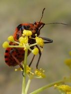 orange spotted beetle on a plant close up