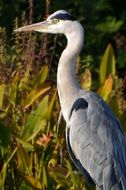 proud heron bird portrait