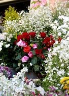 red and pink roses on the flowerbed