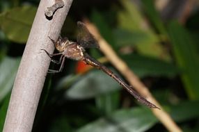 brown dragonfly on the branch