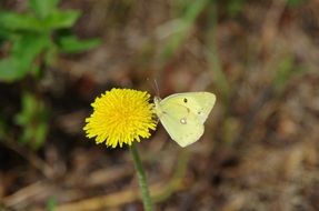 white butterfly on a yellow dandelion close-up on blurred background