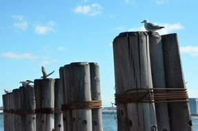 seagulls on a beach