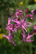 Close-up of the violet flowers in nature