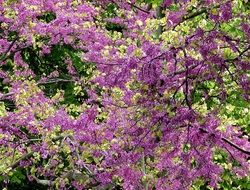 purple flowers on tree branches