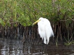 snow heron in a swamp in Florida