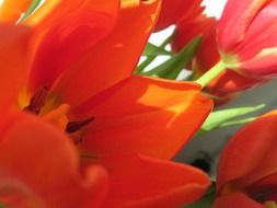red tulips close up