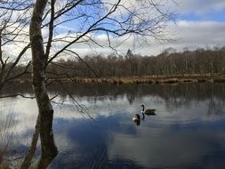 ducks on the lake on a background of autumn forest
