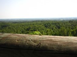 extraordinary beautiful estonia forest
