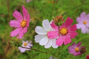 colorful cosmos flowers at greenery