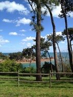 trees on an island in Brittany