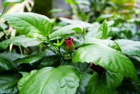 small fragrant flower bud