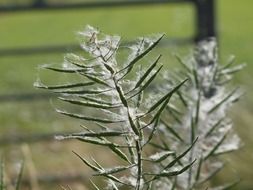 grass in poplar fluff close-up on blurred background