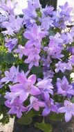 purple blossoms of a garden plant
