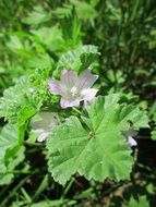 malva neglecta close up