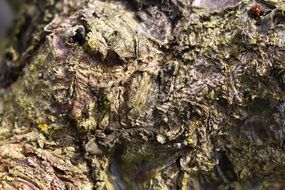 Green and brown bark of the tree