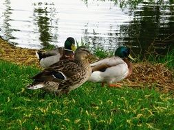 ducks on the banks of the river Elbe