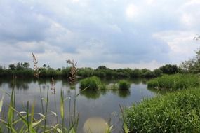 green reeds around the river on a sunny day