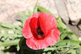 poppy flowering plant