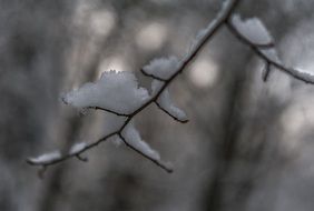 fluffy snow on a tree branch