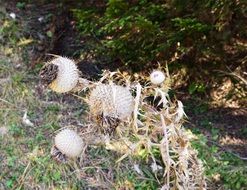 thistle on the field