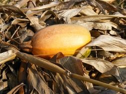 Orange pumpkin in the dry leaves of corn