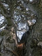 tree pine branches