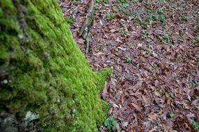 mossy tree trunk in autumn