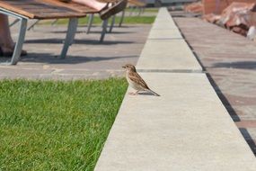 little bird on the walkway