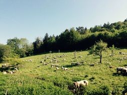 summer meadow landscape with sheep pasturing