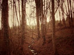 trees in the forest