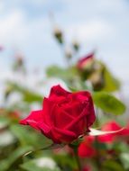 red rose in sunshine