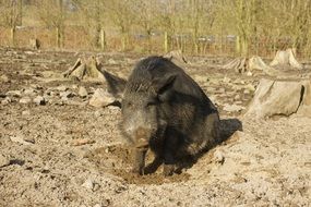 boar in the mud park