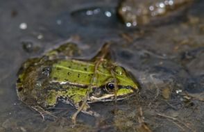 toad in clear water