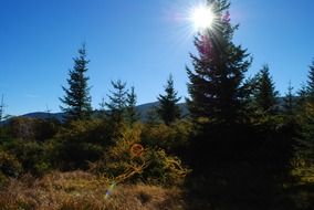 pine forest under the rays of the summer sun