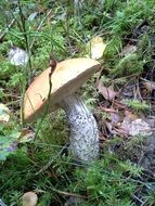 orange-cap boletus in autumn