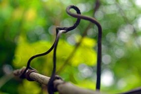 vine dim plant on branch