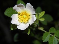 flower flowering plant spring
