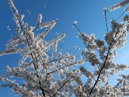 white flowers bloom in spring blue sky