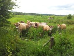 Natural cows in a green meadow