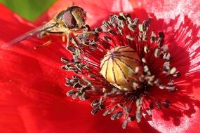 bee pollinating the red poppy