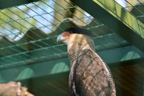 caracara bird in zoo