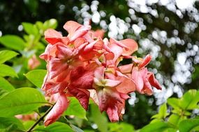musundas with red flowers