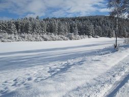 tracks on snow at forest landscape