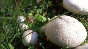 Mushrooms among green grass