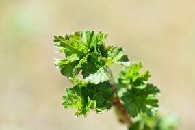 Spring leaves on a branch close-up on a blurred background