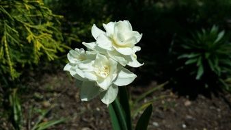 White flower bulb
