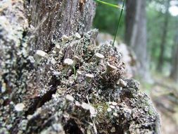 lichens in the forest close up