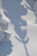 shadow of spruce in the snow