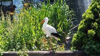 stork among nature on a sunny day